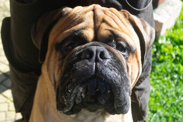 istock a mastiff breed dog looking towards the camera 2161472322