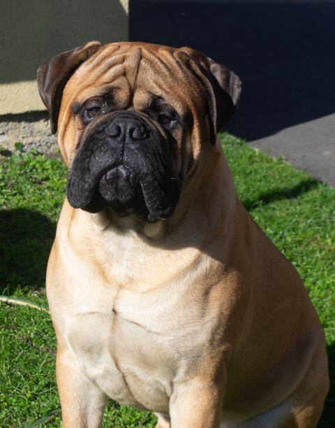 istock a mastiff breed dog looking towards the camera 2161472347