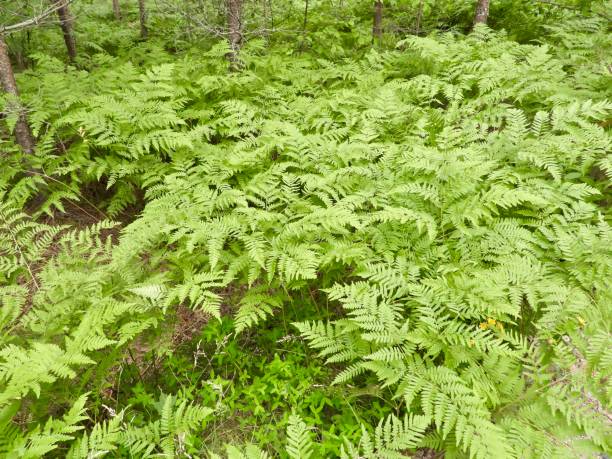 istock A bunch of ferns Polypodiopsida 2161473495