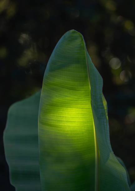 Large green banana leaf