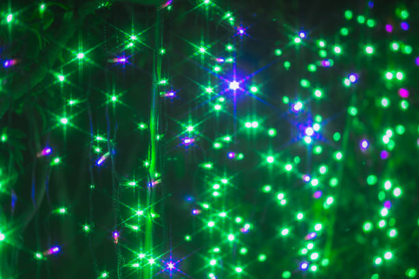 Flower and illumination at Ashikaga