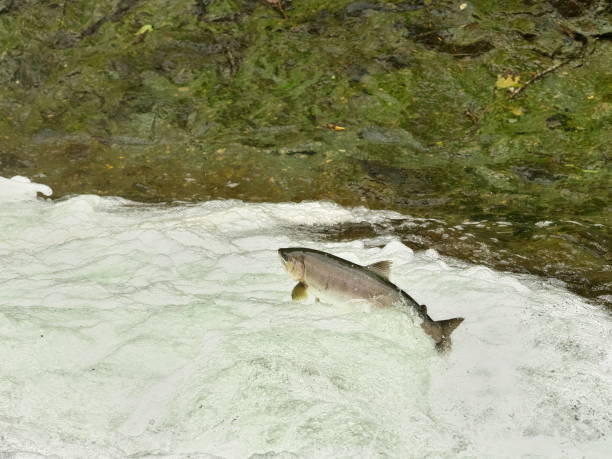 istock Eastern Hokkaido, cherry salmon migration upstream 2161475123