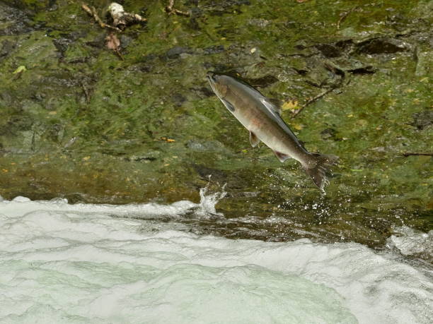 istock Eastern Hokkaido, cherry salmon migration upstream 2161475130