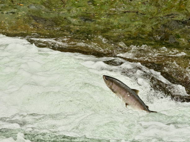 istock Eastern Hokkaido, cherry salmon migration upstream 2161475134