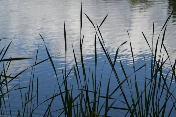 istock Reeds in a Lake 2161475904