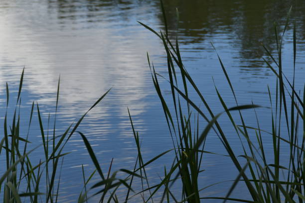 Green reeds are growing in a lake in summer time. Water surface is quite calm.