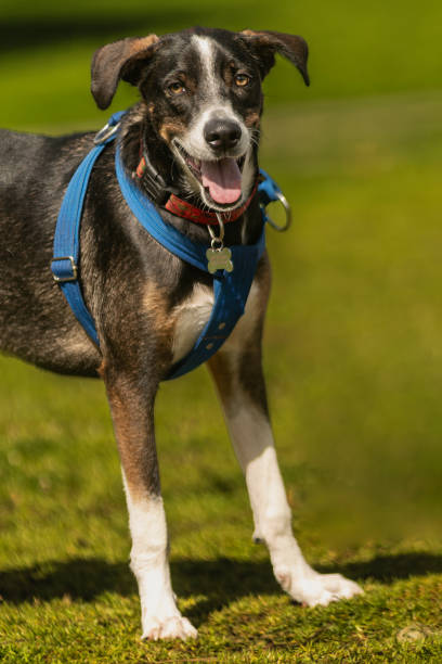istock New Zealand Heading Dog 2161477082