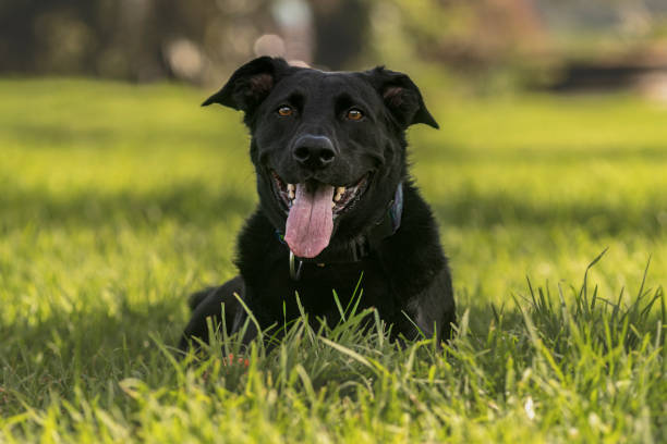 Mallorcan shepherd dogBreed of dog