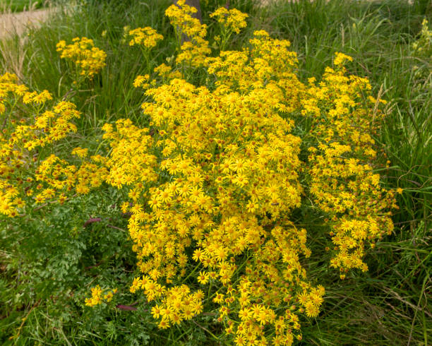 Common ragwort, Jacobaea vulgaris, Senecio jacobaea, Asteraceae family, In some countries it's an invasive species and regarded as noxious weed. Unwanted because of toxic effect for cattle and horses. hierba de trapo común, jacobaea vulgaris, senecio jacobaea, familia asteraceae, en algunos países es una especie invasora y se considera una maleza nociva. no deseado debido a su efecto tóxico para el ganado vacuno y equino. en duch: jacobskruiskruid. p