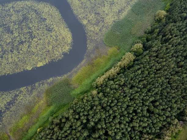istock wild overgrown lake or river, aerial drone view 2161477952