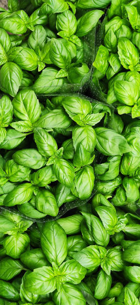 istock Fresh Green Basil Leaves - High-Quality Close-Up Herb Photo 2161479193