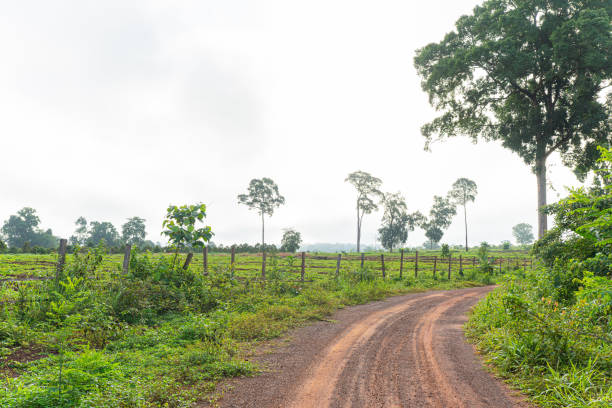 istock Country Road through Summer Landscape with Trees and Clouds 2161479901