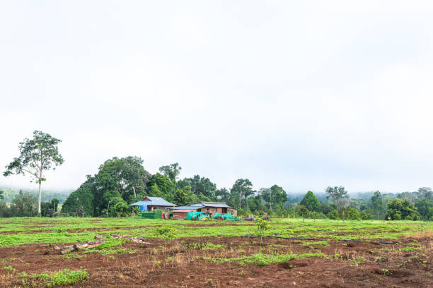 istock Tractor in the green countryside field under a blue sky with fluffy clouds 2161479949