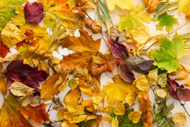 istock Background of various fallen leaves 2161481681
