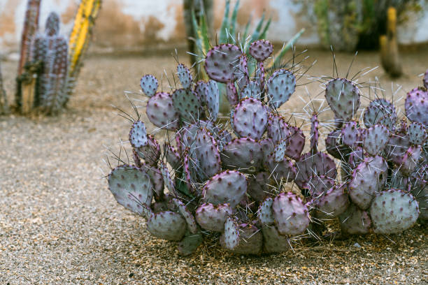 Prickly Pear Cactus, Orange Adobe Wall, Copy Space