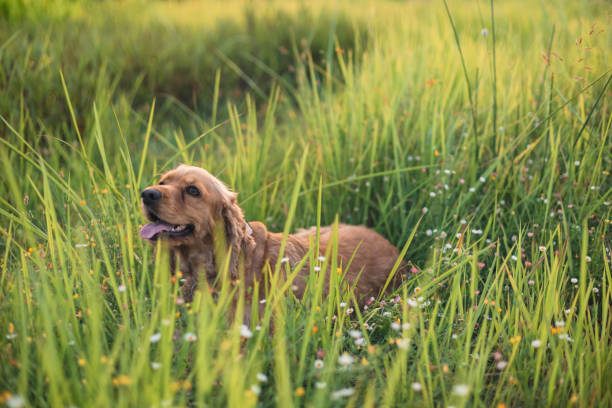 istock Cocker spaniel dog lying in the grass 2161482689