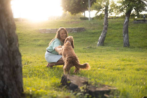 istock cocker Spaniel dog having fun and playing with young beautiful woman 2161483716