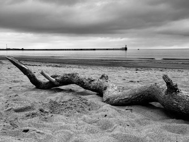 istock Driftwood on a beach at Blyth in Northumberland 2161485128