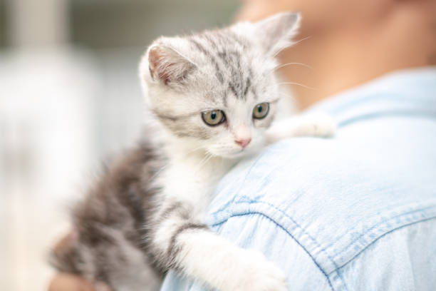 istock Adorable cat perched on owner's shoulder, Cute young silver tabby Scottish Fold cat 2161485553