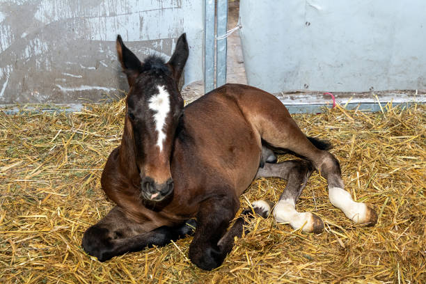 Young foal horse laying on hay in stable