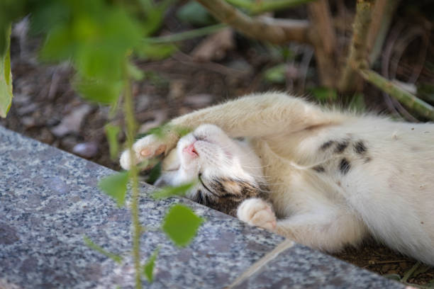 Dirty stray kitten is sleeping on the street.