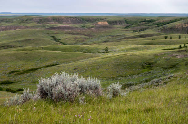 Sage on a ridge at Valley of 1000 Devils in Grasslands National Park, Saskatchewan