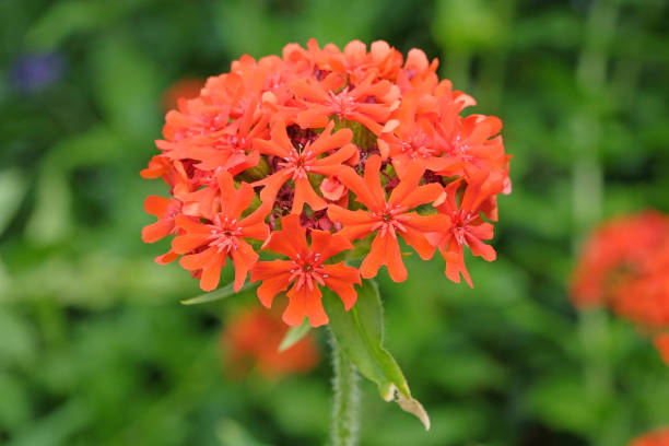 Bright red Lychnis chalcedonica or Maltese Cross in flower.