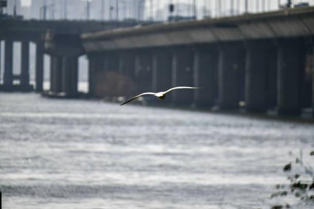 gull flying above river over bridge