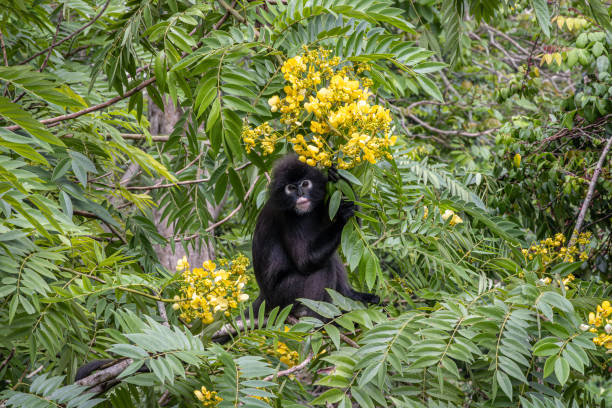 An inquisitive Dusty Leaf monkey in a tree on Penang Hill. These monkeys are also known as the Spectacled Langur, Spectacled Leaf Monkey, and Dusky Langur. Penang, Malaysia.