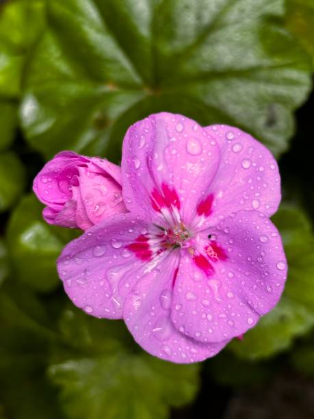 istock Horseshoe Geranium Flower in Bulgaria 2161490699