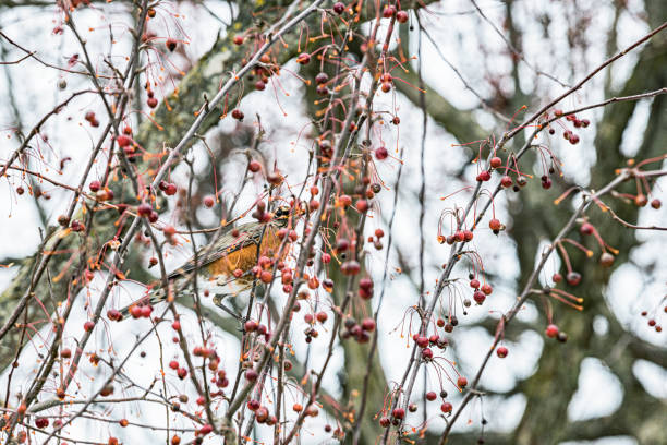A male American Robin songbird is hiding as if purposely camouflaged between and behind dozens of hanging fruit crab apples in a late autumn crab apple tree in western New York State in late November.