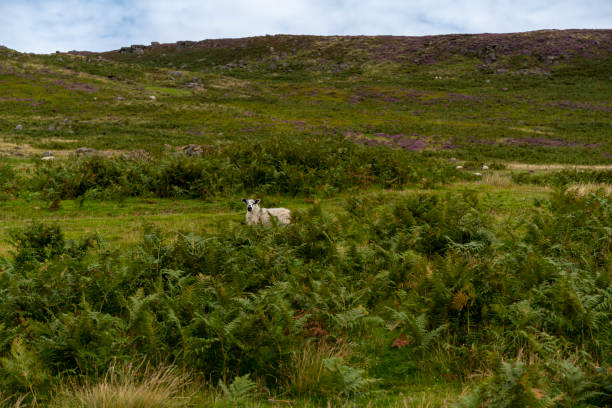 Sheep in a field, rural rolling hills landscape photo, Lake District England
