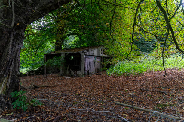 Abandoned Shed in the Autumn Woods