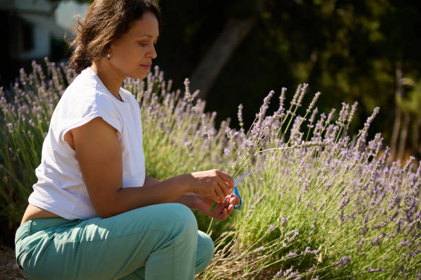 Woman harvesting lavender in a field under sunlight