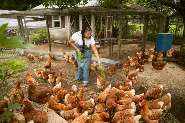 istock Female farmer portrait feeding chickens 2161495239