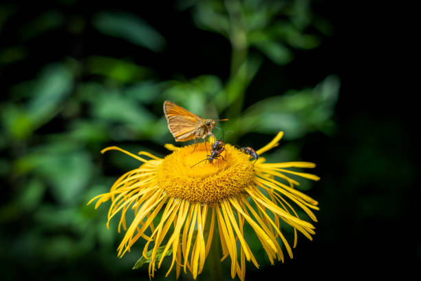 Macrophotograph of a multicolored peacock butterfly on a yellow flower