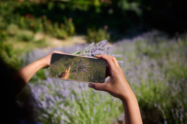 istock Capturing a lavender field with a smartphone on a sunny day 2161495627