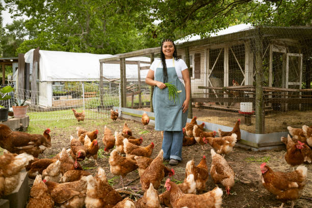 istock Female farmer portrait feeding chickens 2161495747
