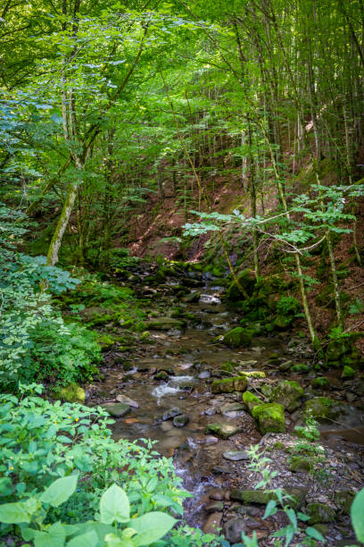 istock beautiful green forest with its creek and moss covered stones 2161496122