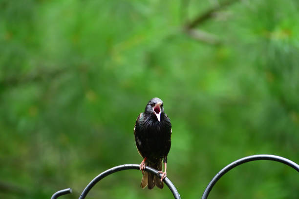 European Starling after a rain storm