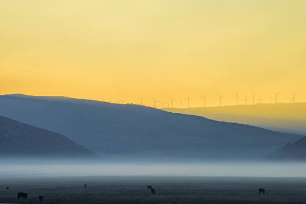 Cattle Ranch and mountain top wind turbines   with dramatic early morning fog on ground.