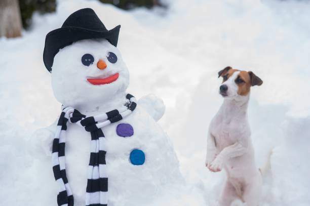 istock Jack Russell Terrier dog making a snowman. Winter fun. 2161496929