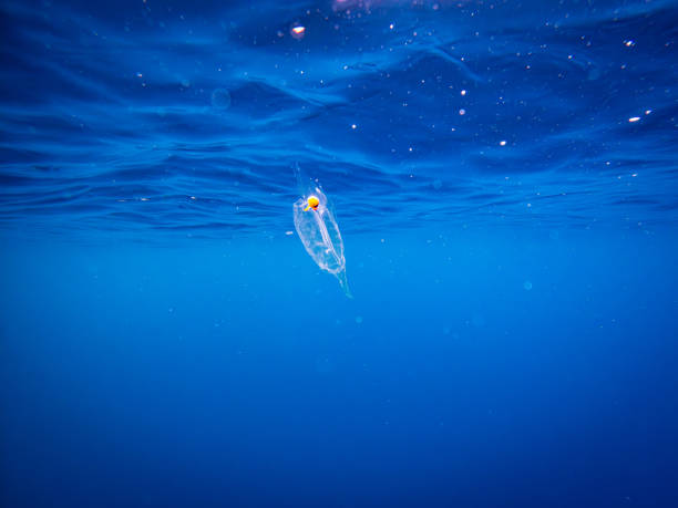 istock Single Floating Salp - transparent zooplankton floating in phytoplankton 2161497404
