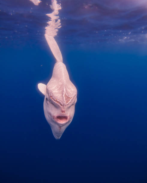 istock Mola Mola (ocean sunfish) front view - scar face 2161497484