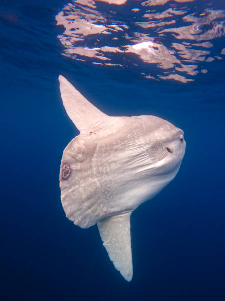 istock Mola Mola (ocean sunfish) clear clauvus (tail) view 2161497569