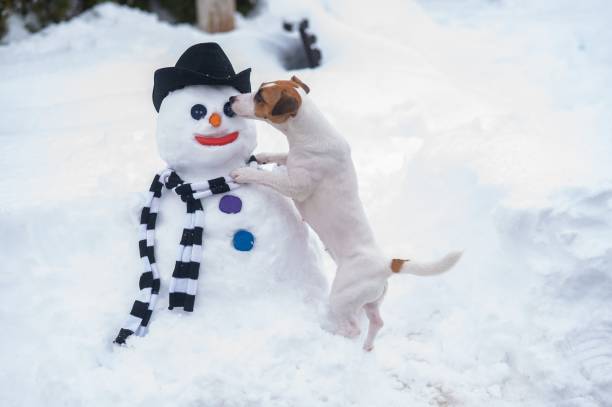 istock Jack Russell Terrier dog making a snowman. Winter fun. 2161497998