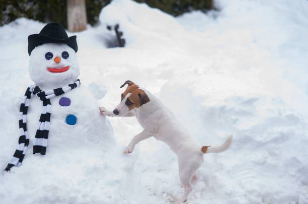 istock Jack Russell Terrier dog making a snowman. Winter fun. 2161498111