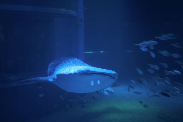 The main exhibit at Atlanta's Aquarium featuring numerous shark and fish of all kinds.