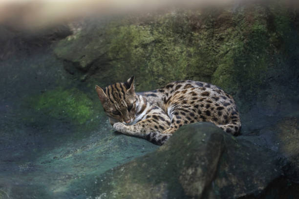 Margay, Leopardus wiedii nicarague is a small wild cat native in primary evergreen and deciduous forest of Central and South America. A small kit in zoo