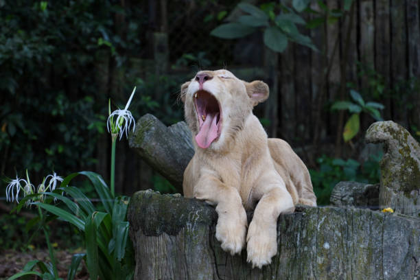 yawning lion lazy lion